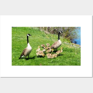 Canada Goose Family of Goslings Posters and Art